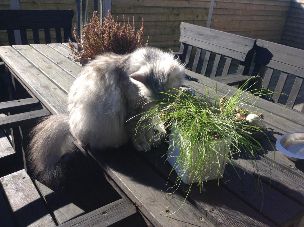 Blanding af racer Adelle billede 34