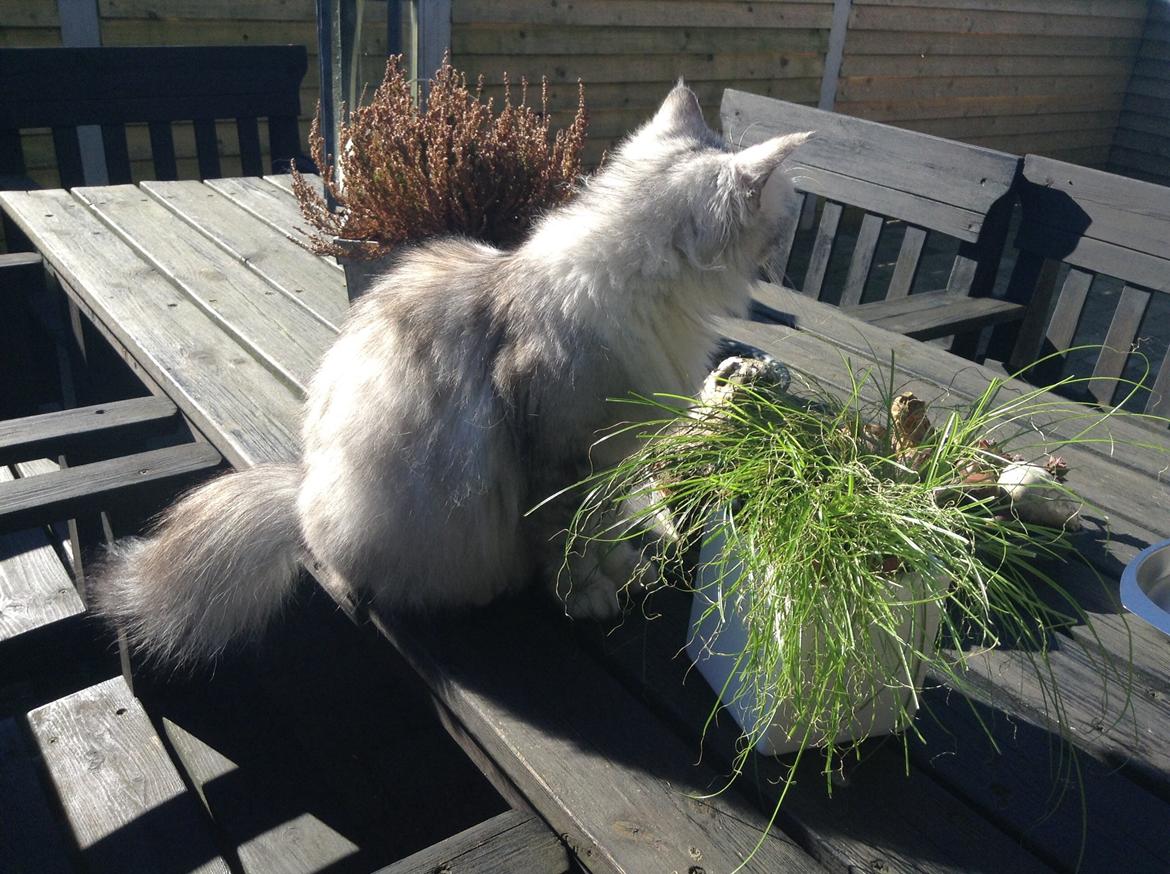 Blanding af racer Adelle billede 35