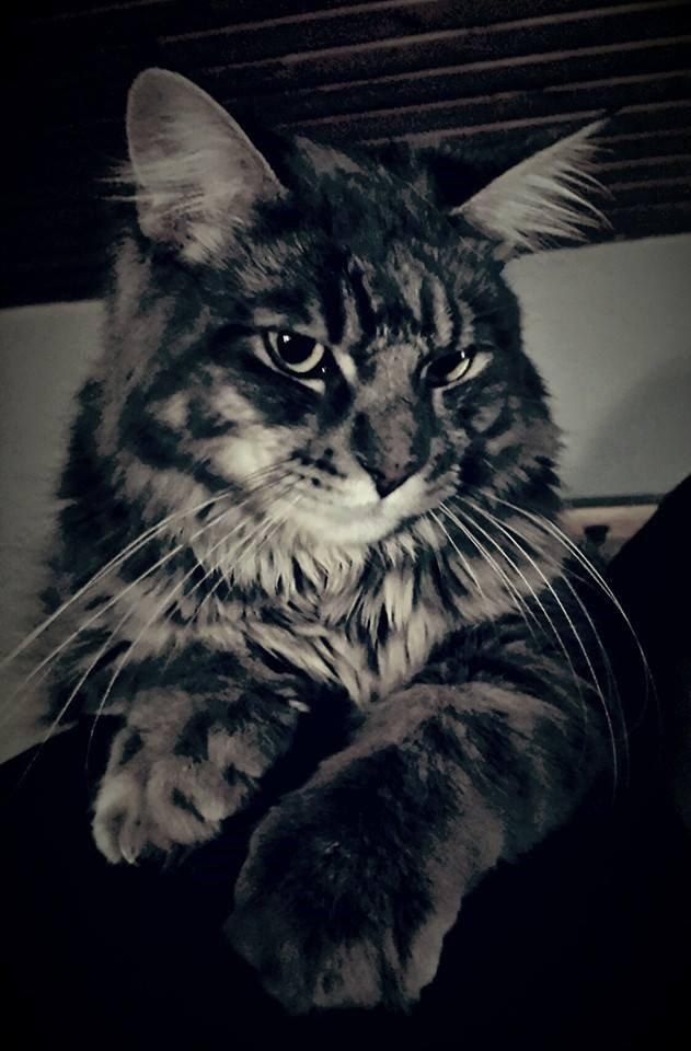 Maine Coon Aslan jr. ( Findus i stambog) billede 1