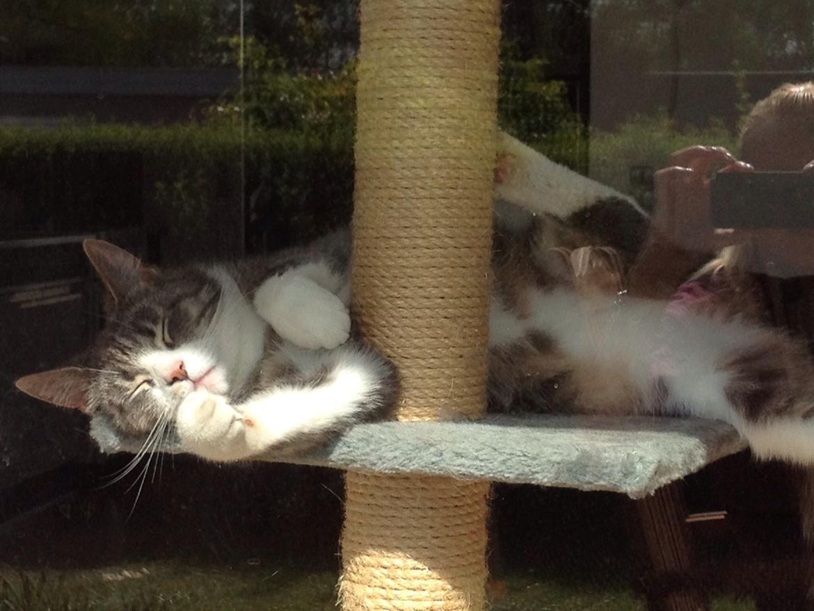 Huskat Felix billede 12