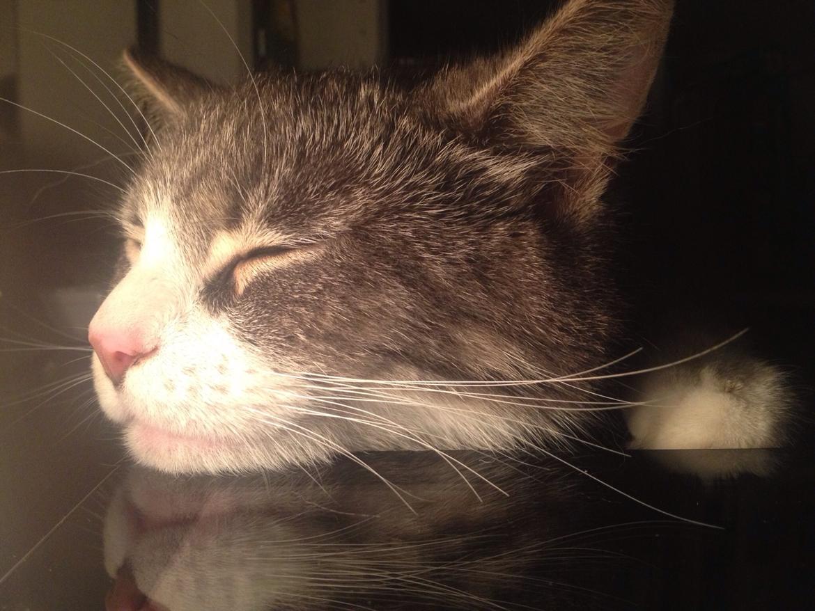 Huskat Felix billede 2