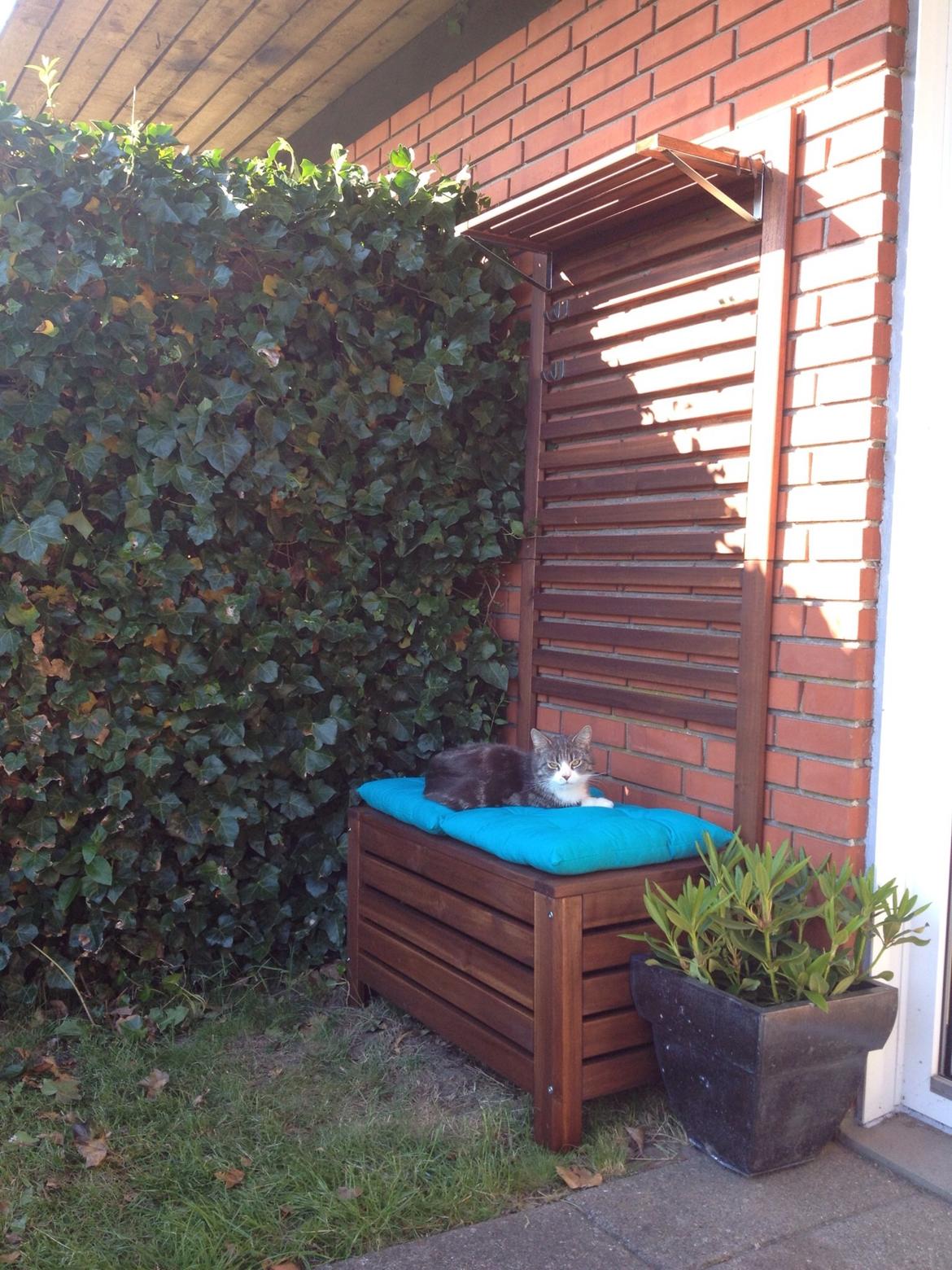 Huskat Felix billede 3