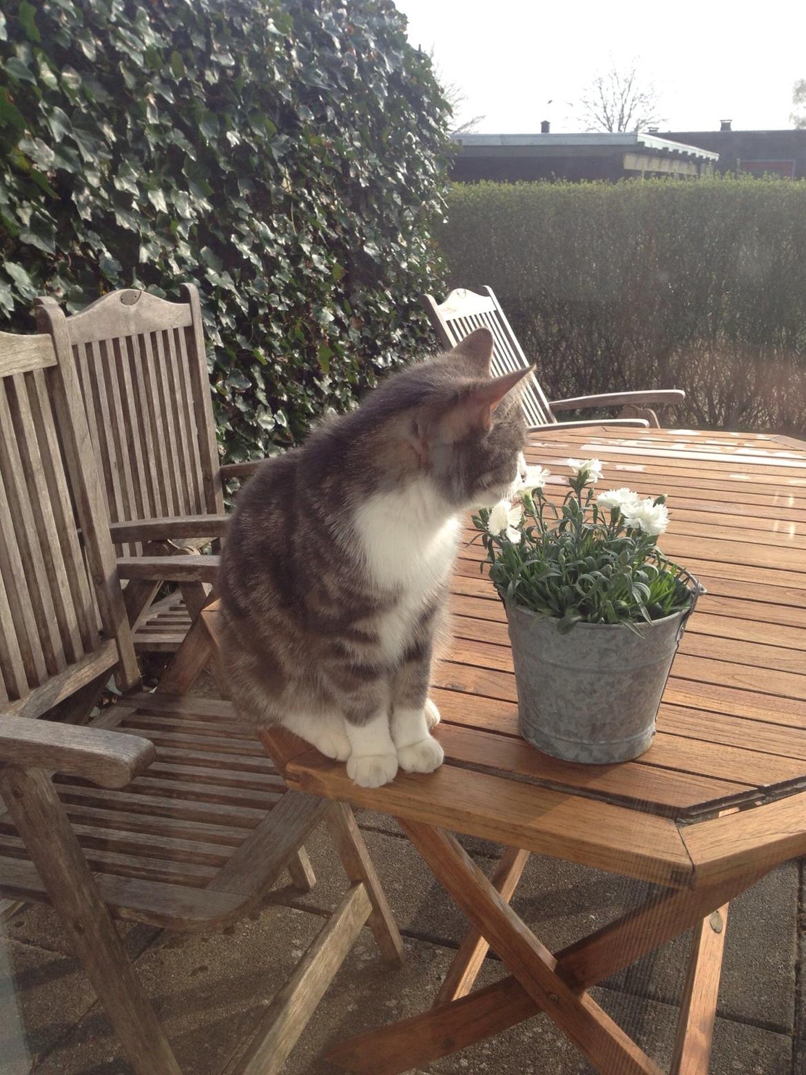 Huskat Felix billede 4