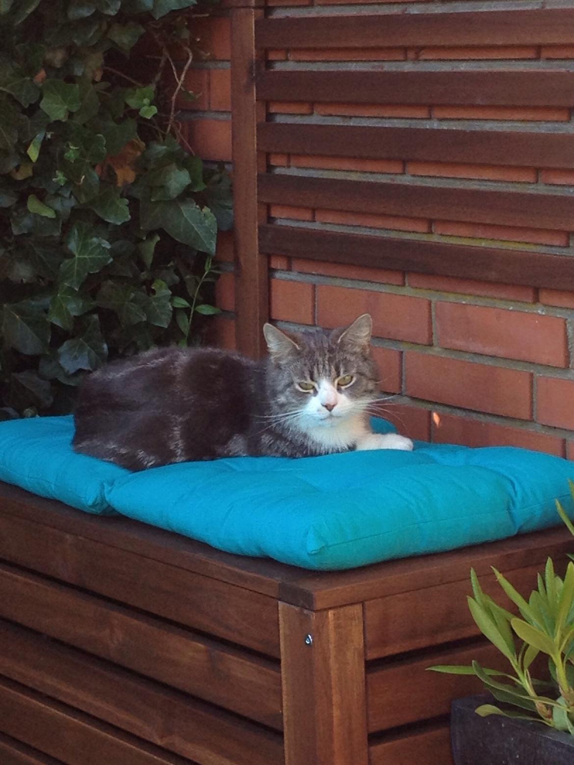 Huskat Felix billede 5