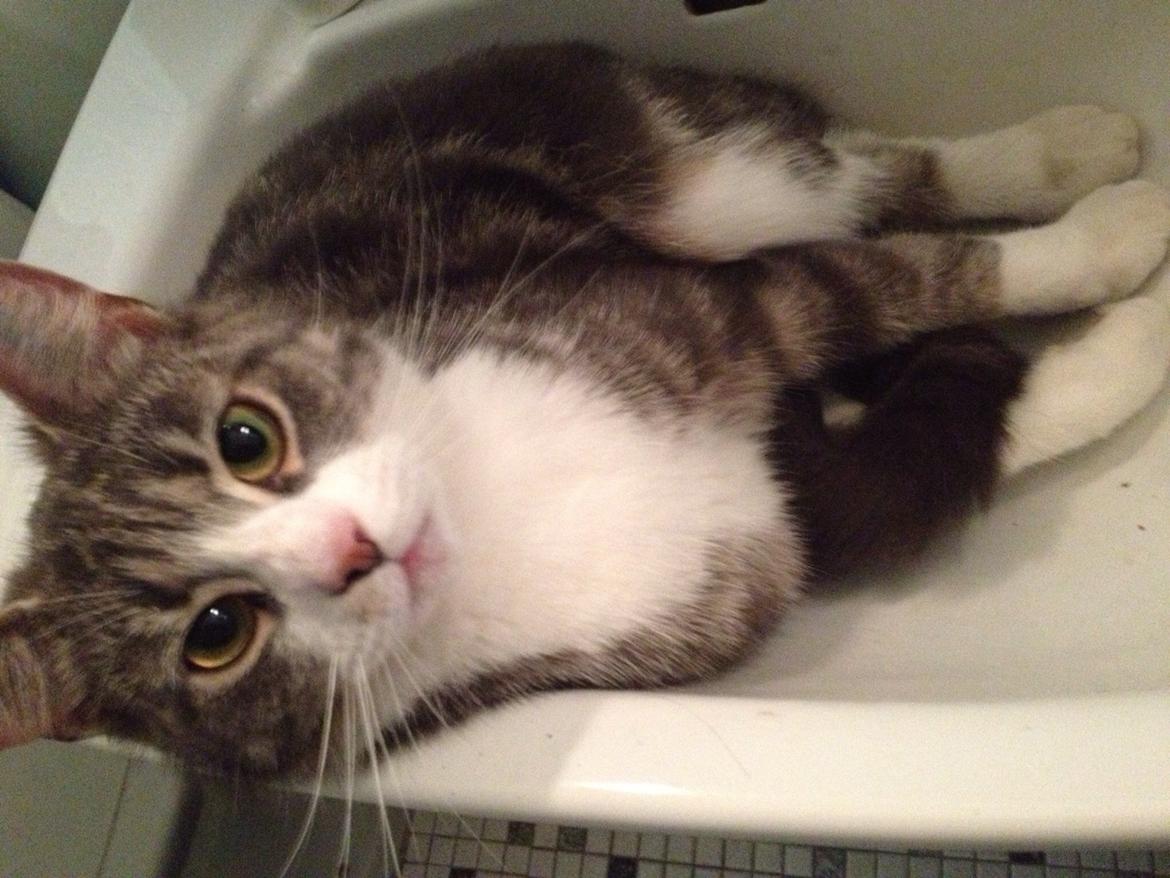 Huskat Felix billede 6