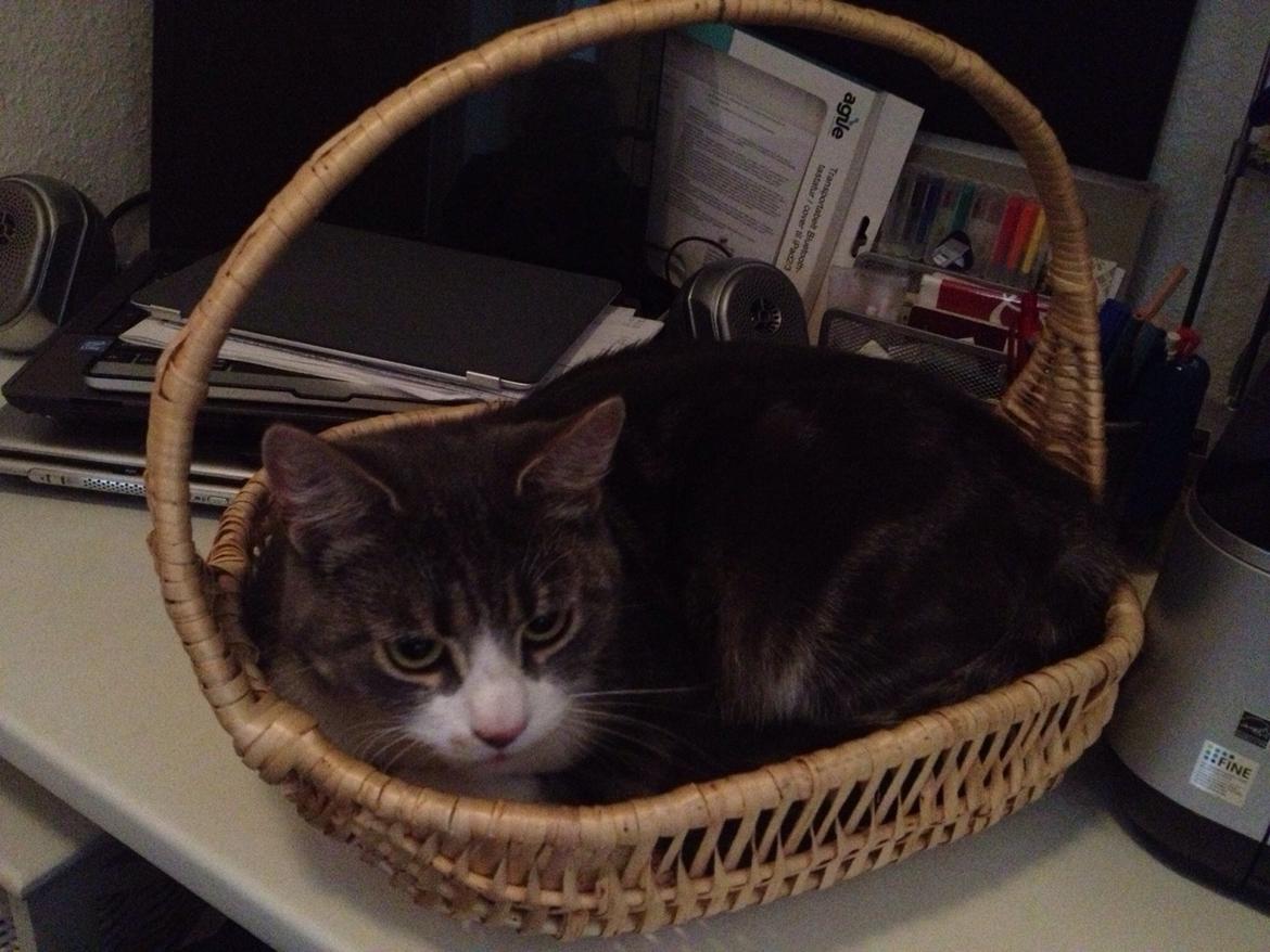 Huskat Felix billede 7