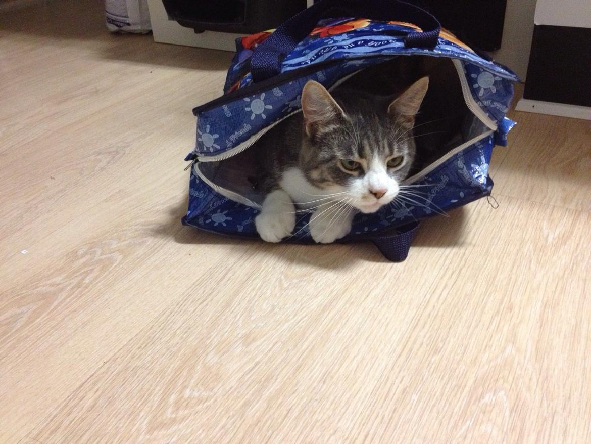 Huskat Felix billede 8