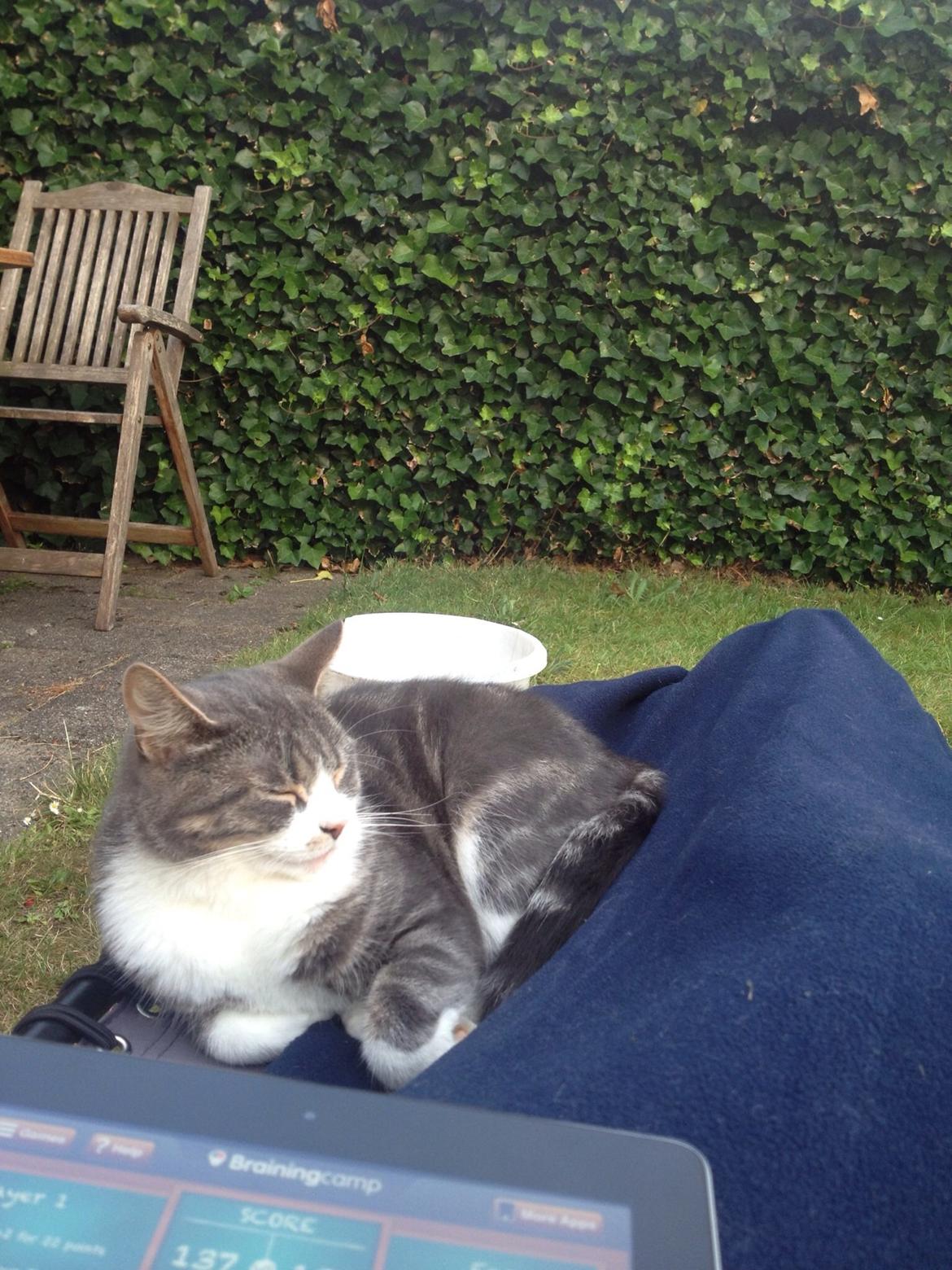 Huskat Felix billede 9