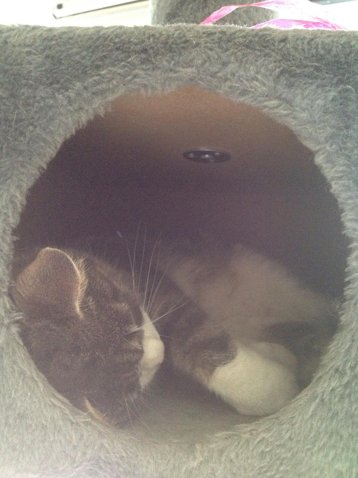 Huskat Felix billede 10