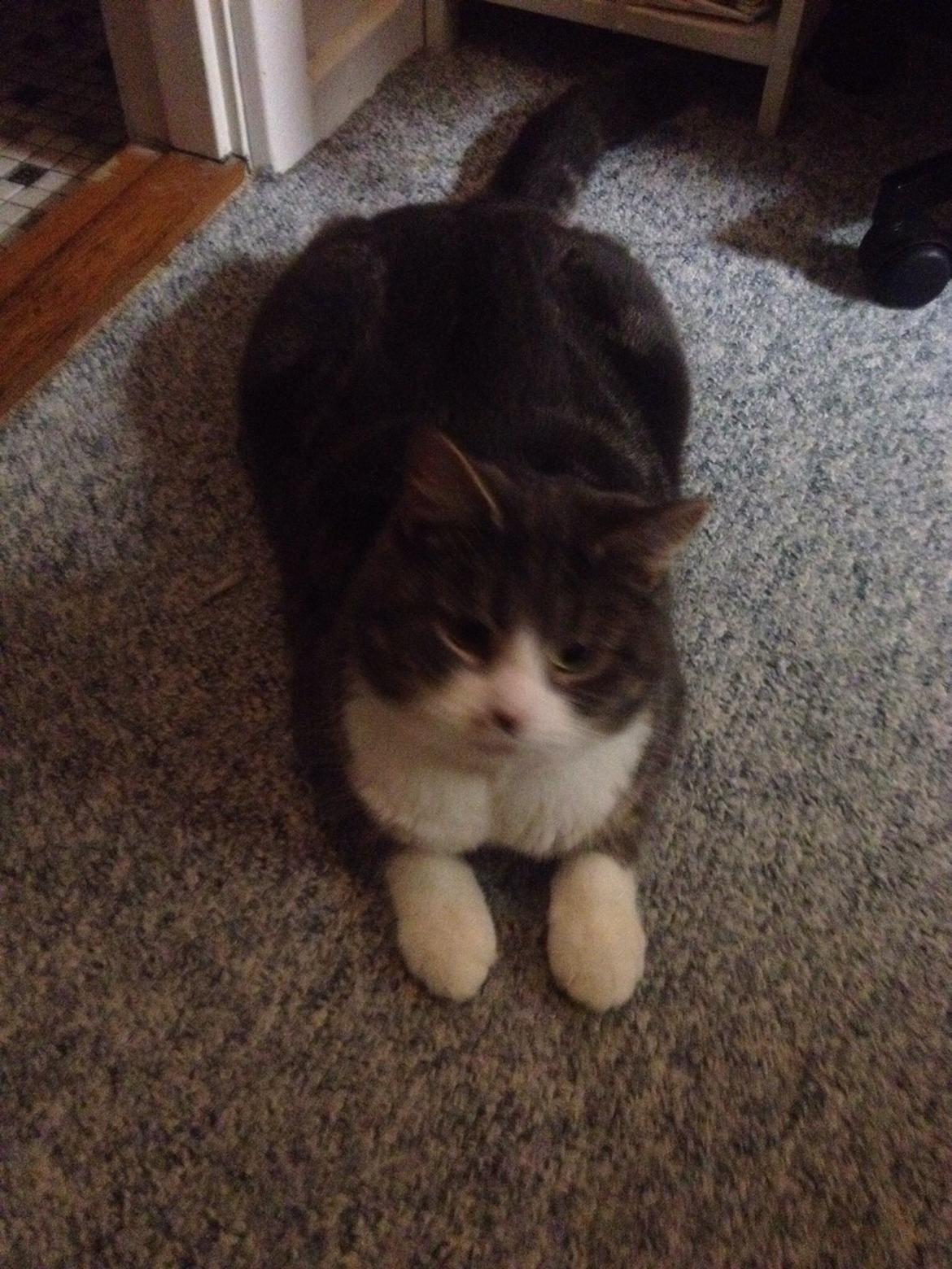 Huskat Felix billede 11