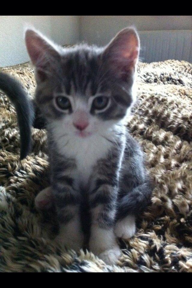 Huskat Felix billede 1