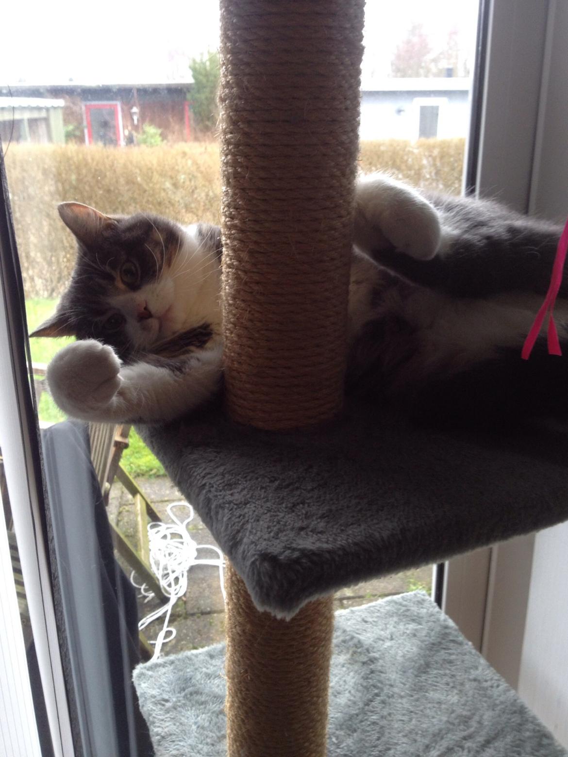 Huskat Felix billede 13