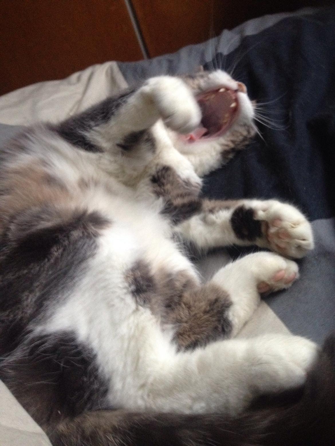 Huskat Felix billede 14