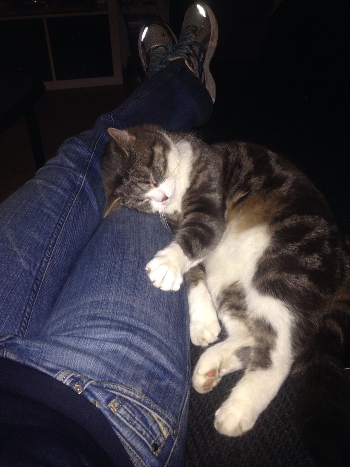 Huskat Felix billede 15