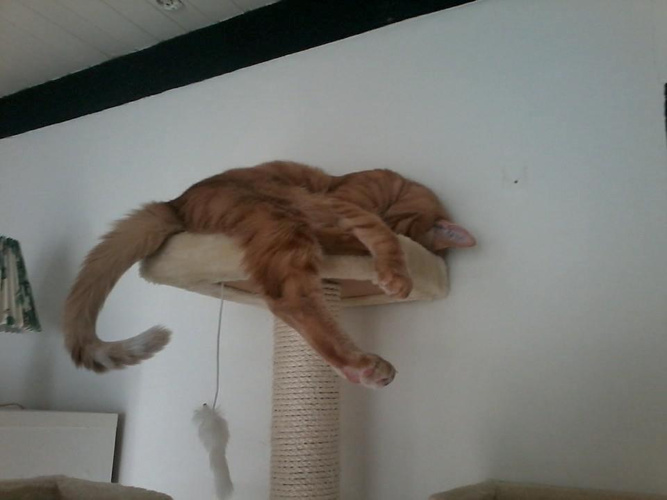 Blanding af racer Mads billede 7