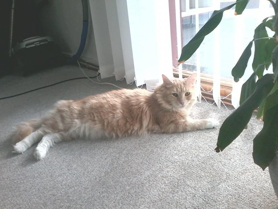 Maine Coon Mille billede 2