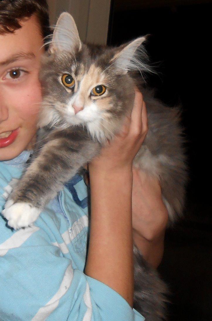 Norsk Skovkat Kira billede 12