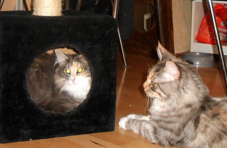 Norsk Skovkat Kira billede 13