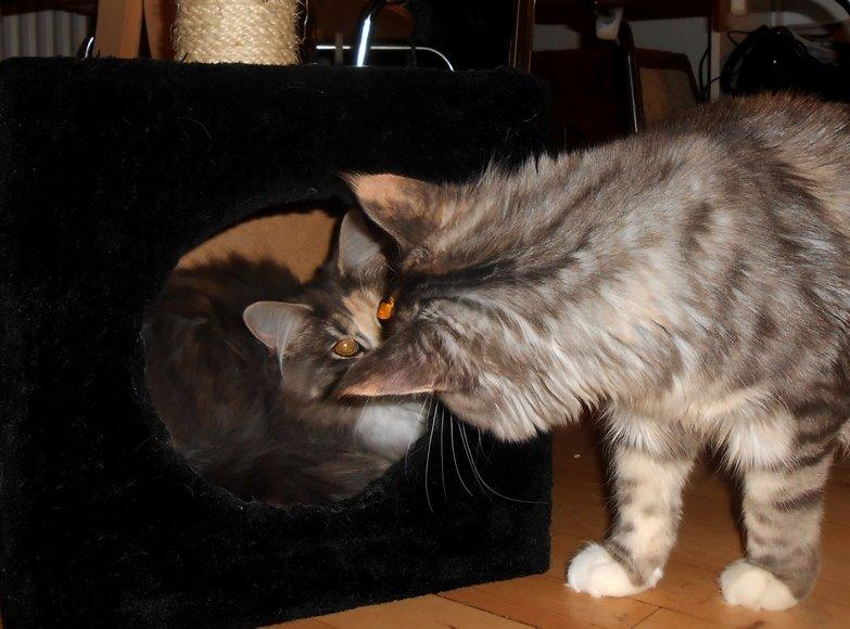 Norsk Skovkat Kira billede 14