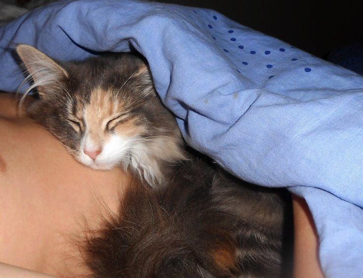 Norsk Skovkat Kira billede 15