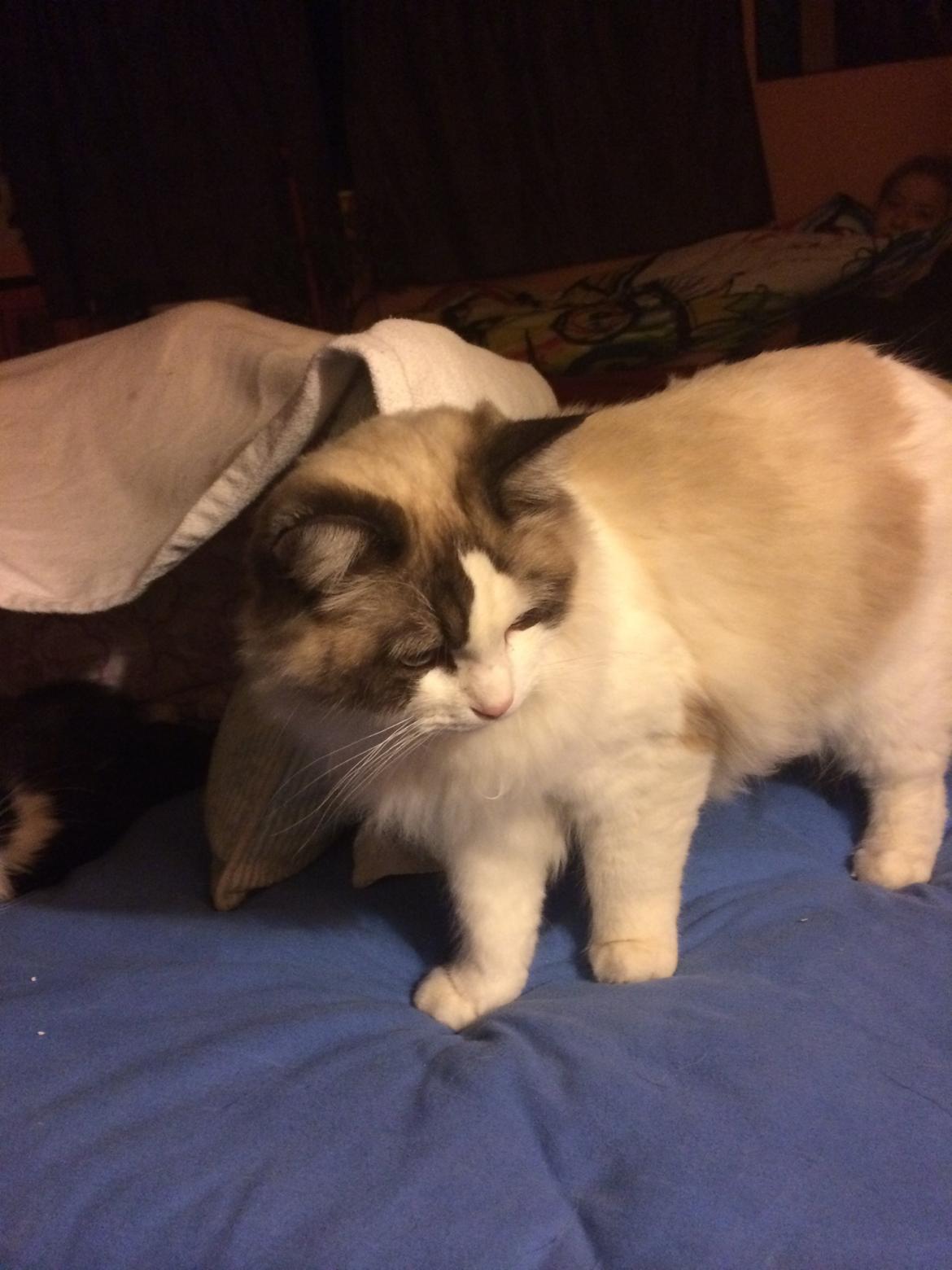 Ragdoll Bølle Bob billede 2