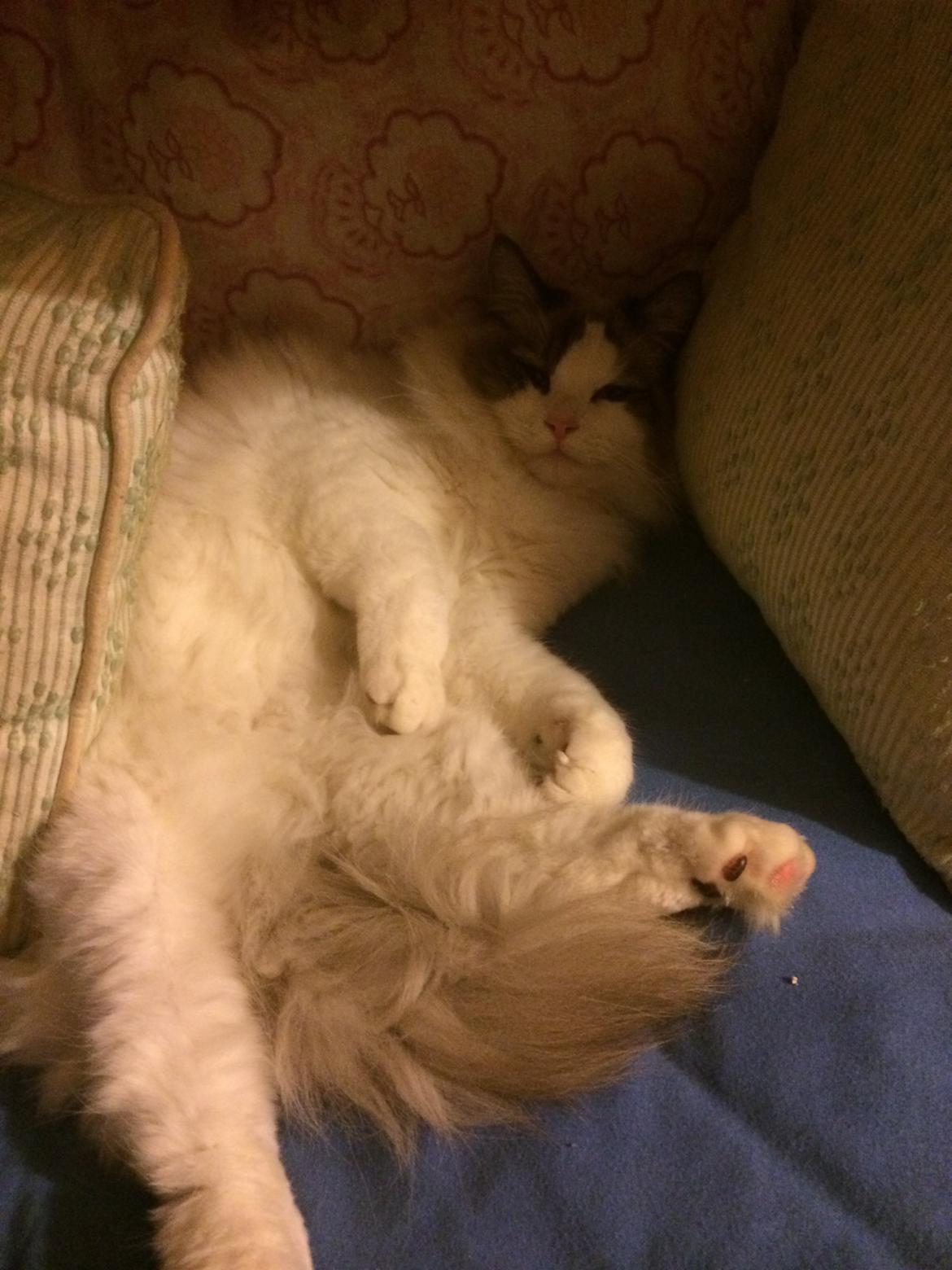 Ragdoll Bølle Bob billede 3