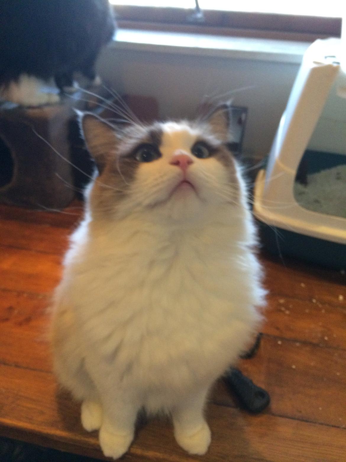 Ragdoll Bølle Bob billede 4