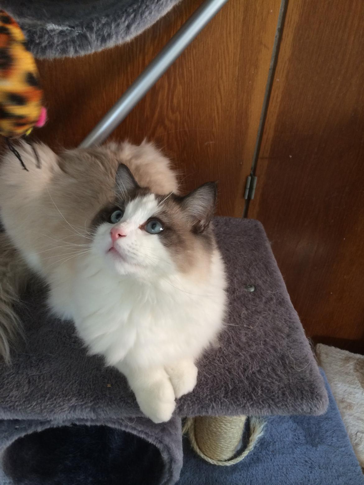 Ragdoll Bølle Bob billede 5