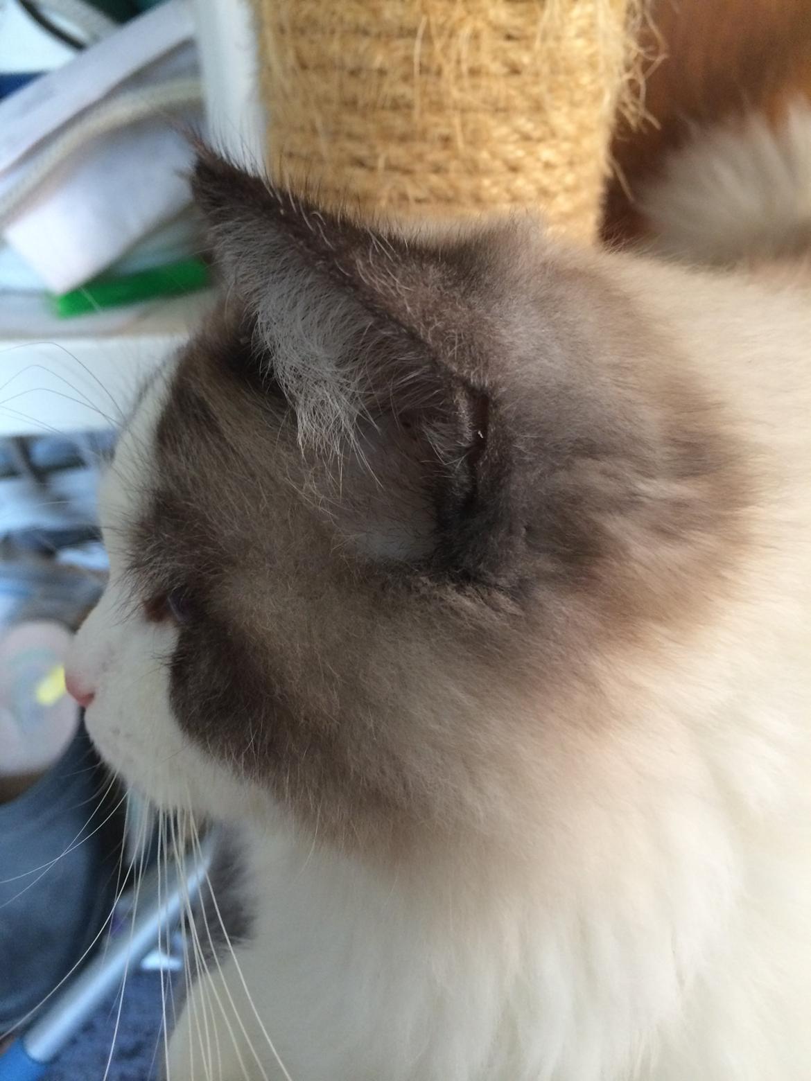 Ragdoll Bølle Bob billede 6