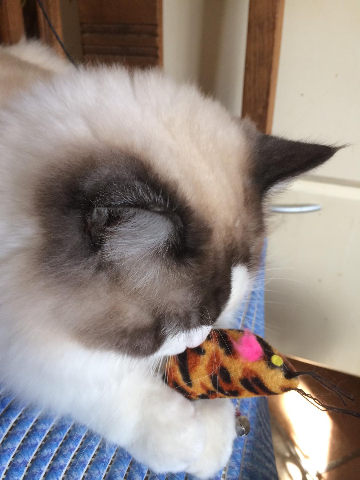 Ragdoll Bølle Bob billede 7