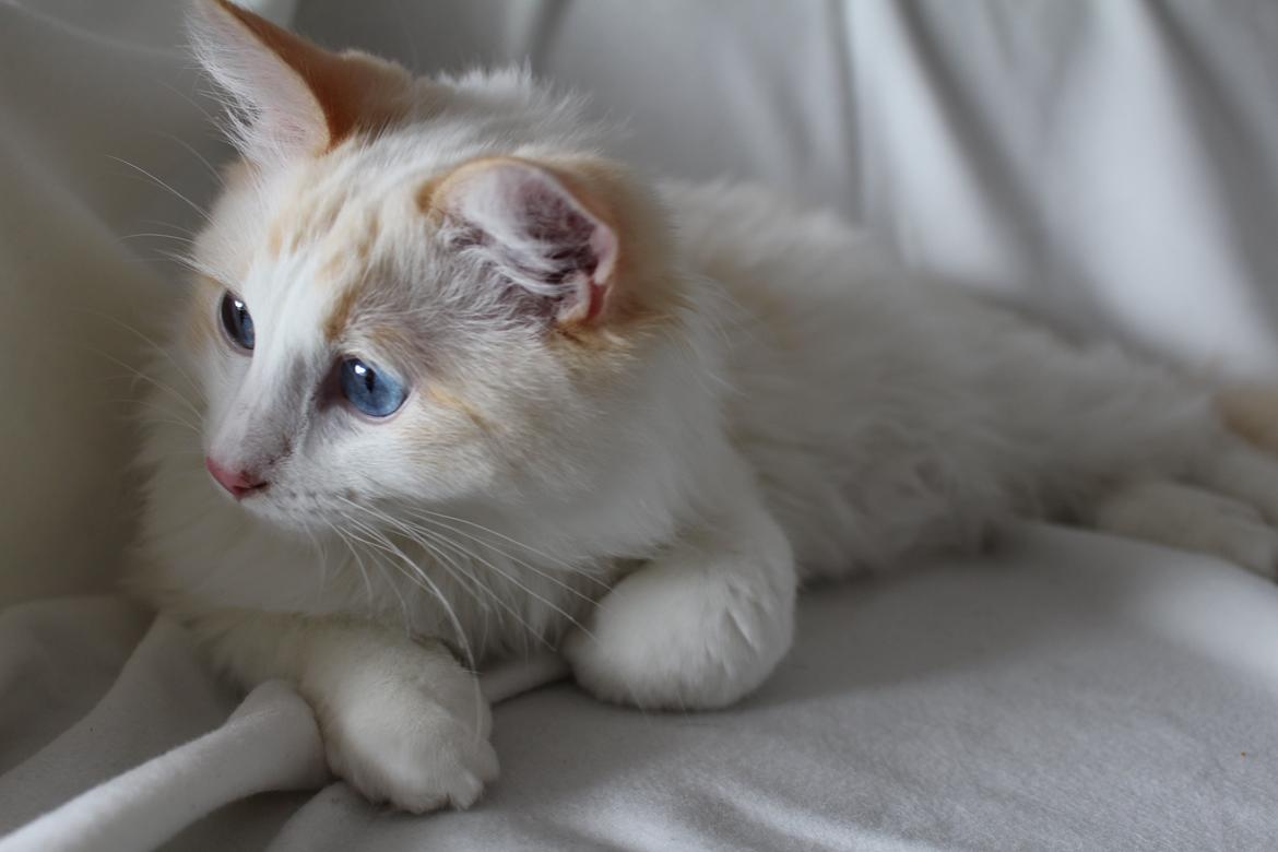 Ragdoll Chubby (DK Vandoll Royal Ricco) billede 12