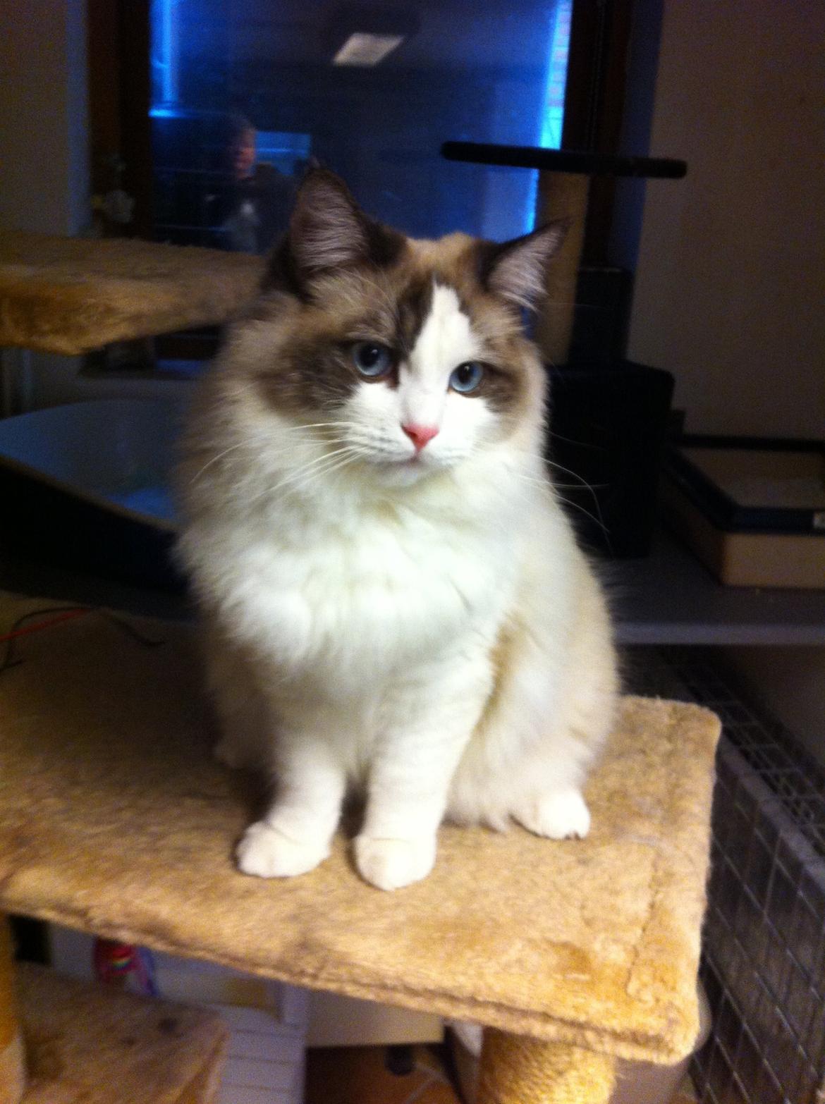 Ragdoll Bølle Bob billede 1