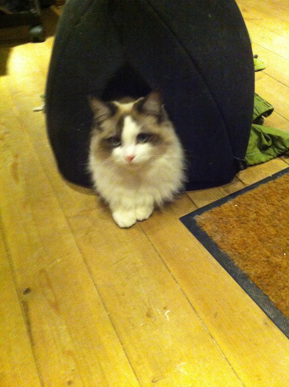 Ragdoll Bølle Bob billede 8