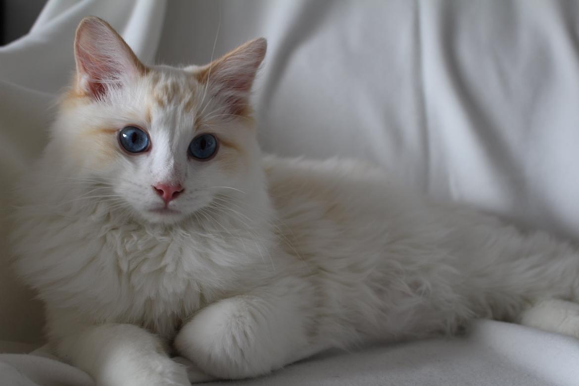 Ragdoll Chubby (DK Vandoll Royal Ricco) billede 11