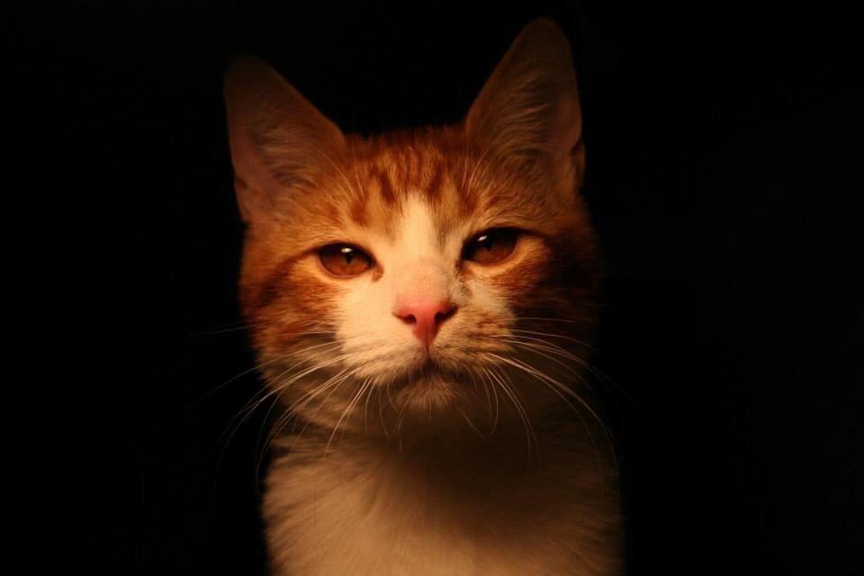 Huskat Lille Mæs billede 41