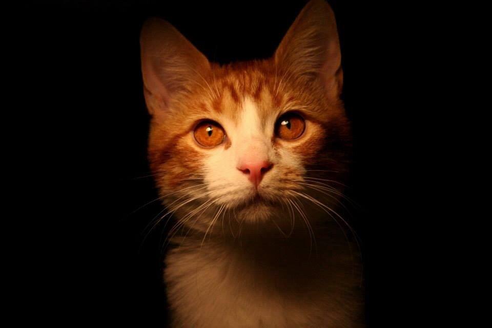 Huskat Lille Mæs billede 39