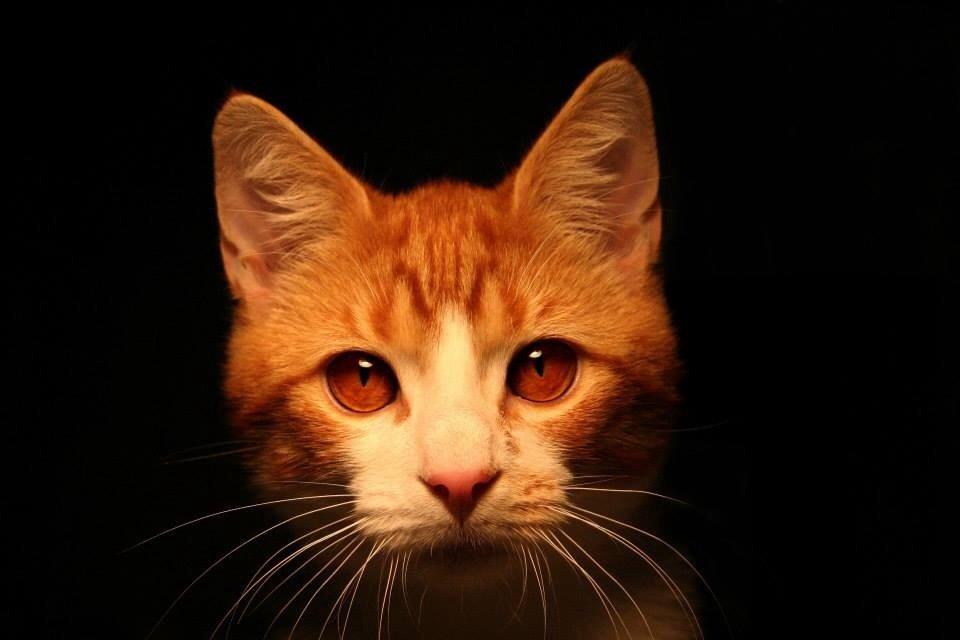 Huskat Lille Mæs billede 40