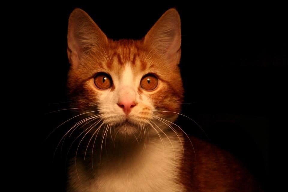 Huskat Lille Mæs billede 42