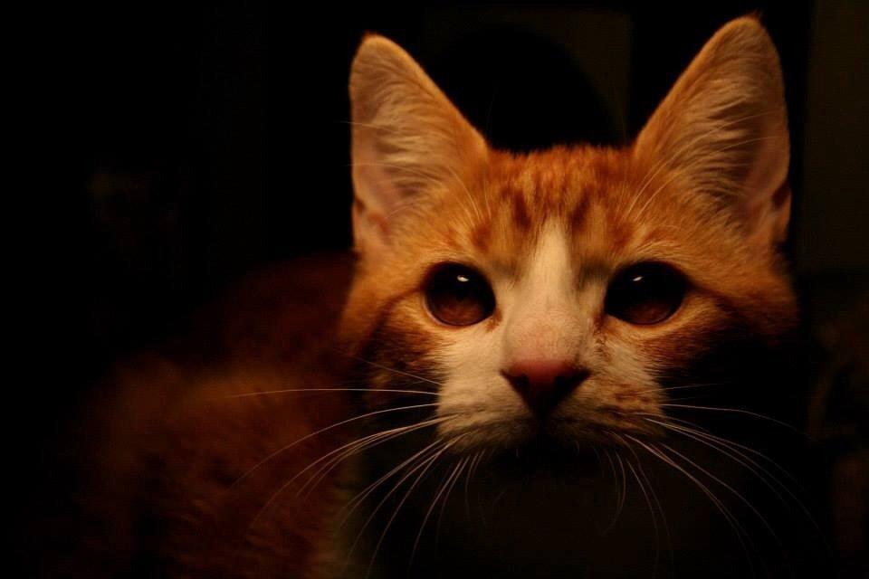 Huskat Lille Mæs billede 43