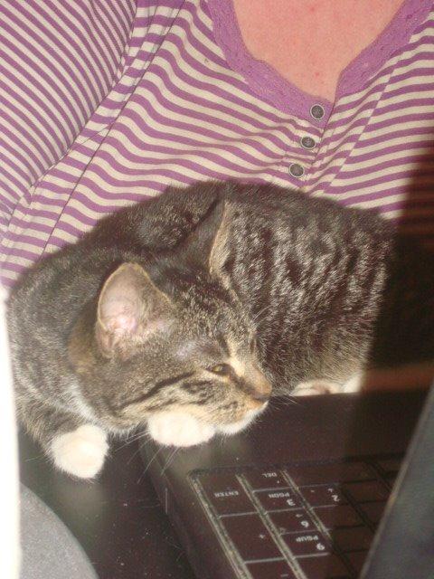 Huskat Sisse billede 1