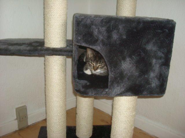 Huskat Sisse billede 2