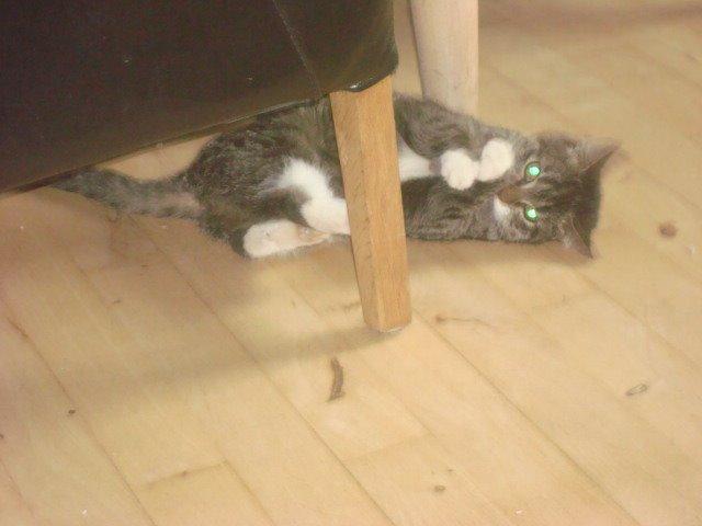 Huskat Sisse billede 3