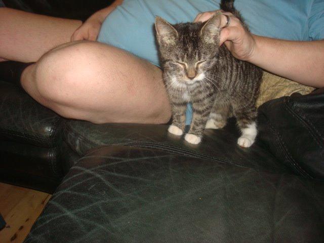 Huskat Sisse billede 5