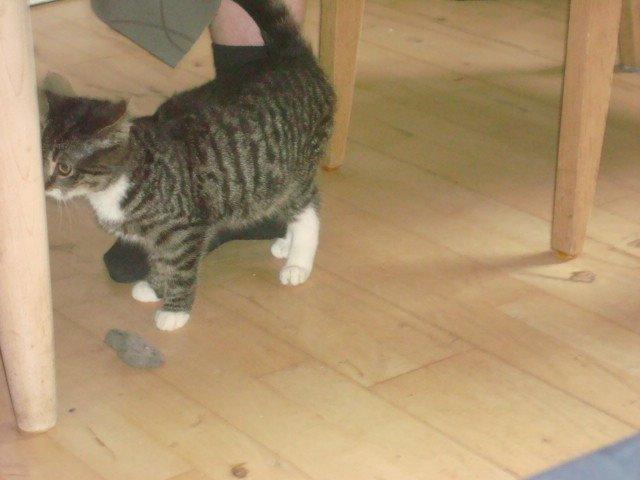 Huskat Sisse billede 4