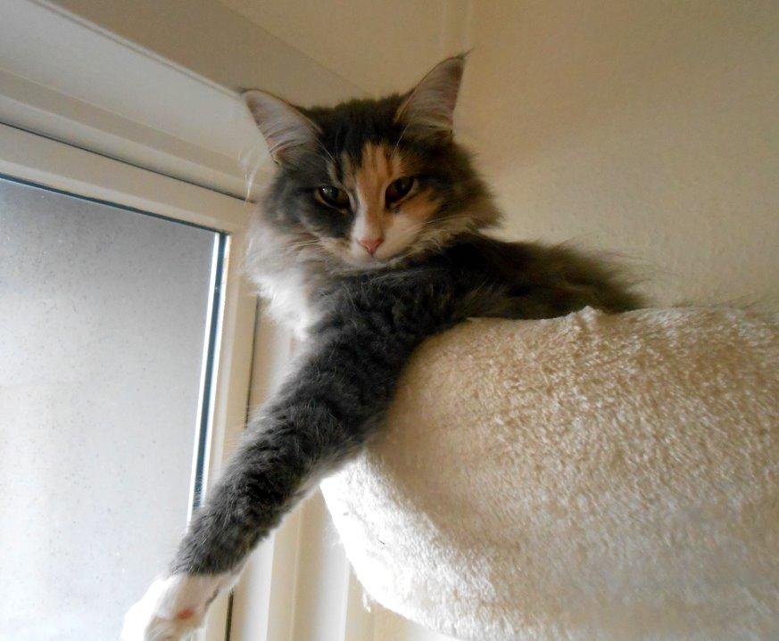 Norsk Skovkat Kira billede 8
