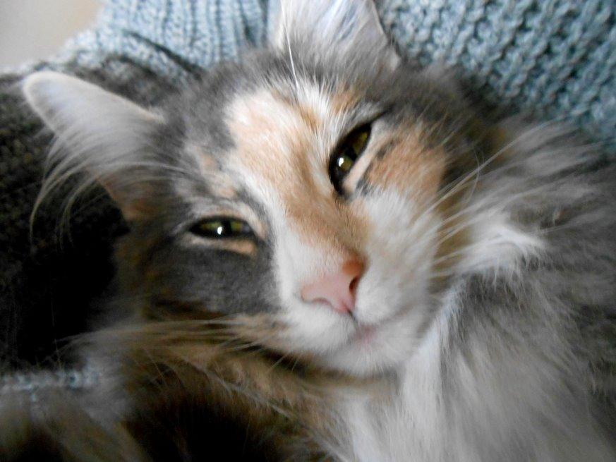 Norsk Skovkat Kira billede 9