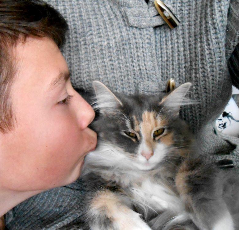 Norsk Skovkat Kira billede 10