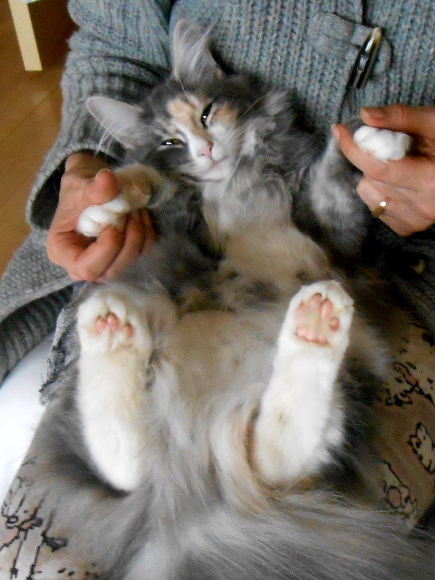 Norsk Skovkat Kira billede 11