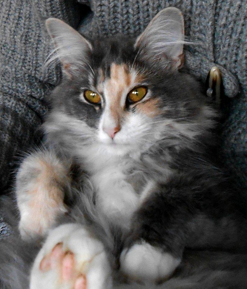 Norsk Skovkat Kira billede 6