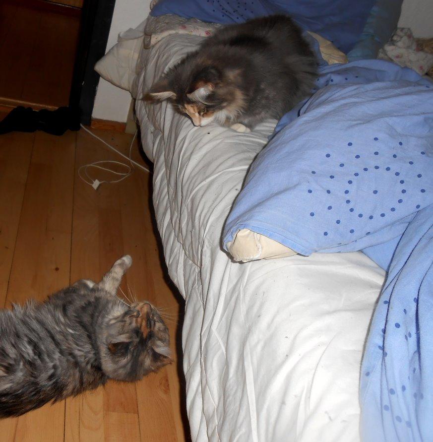 Blanding af racer Chili - Chili har forelsket sig hovedkulds i Kira <3  billede 7